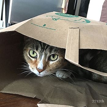 Pet friendly
